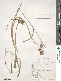 Carex banksii image