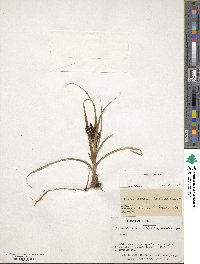 Carex banksii image