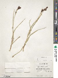 Carex banksii image