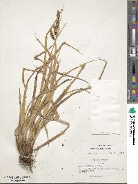 Carex banksii image