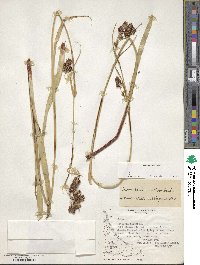 Carex banksii image