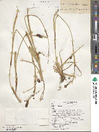 Carex banksii image