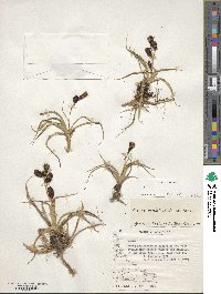 Carex banksii image