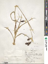 Carex banksii image