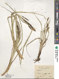 Carex banksii image