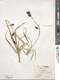 Carex banksii image