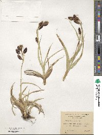 Carex banksii image