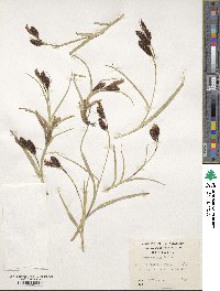 Carex banksii image