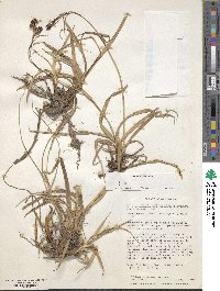 Carex banksii image