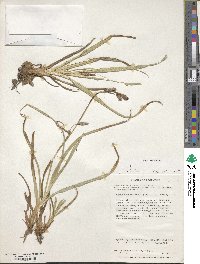 Carex banksii image