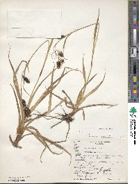 Carex banksii image