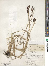 Carex banksii image