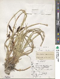 Carex banksii image