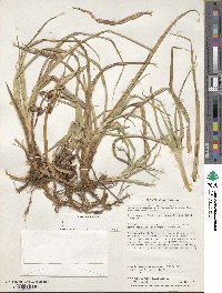 Carex banksii image