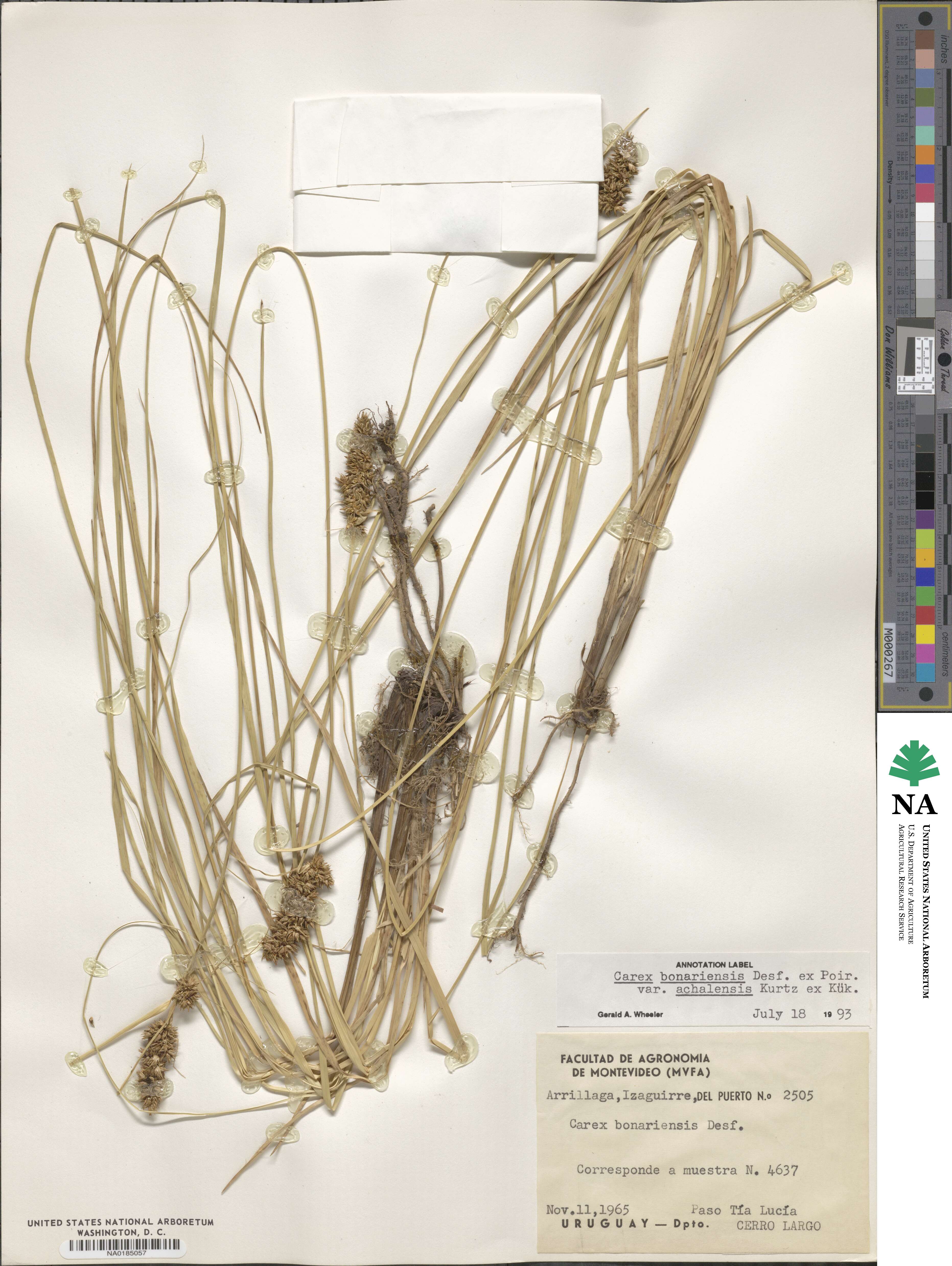 Carex feddeana image