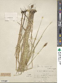 Carex bonplandii image