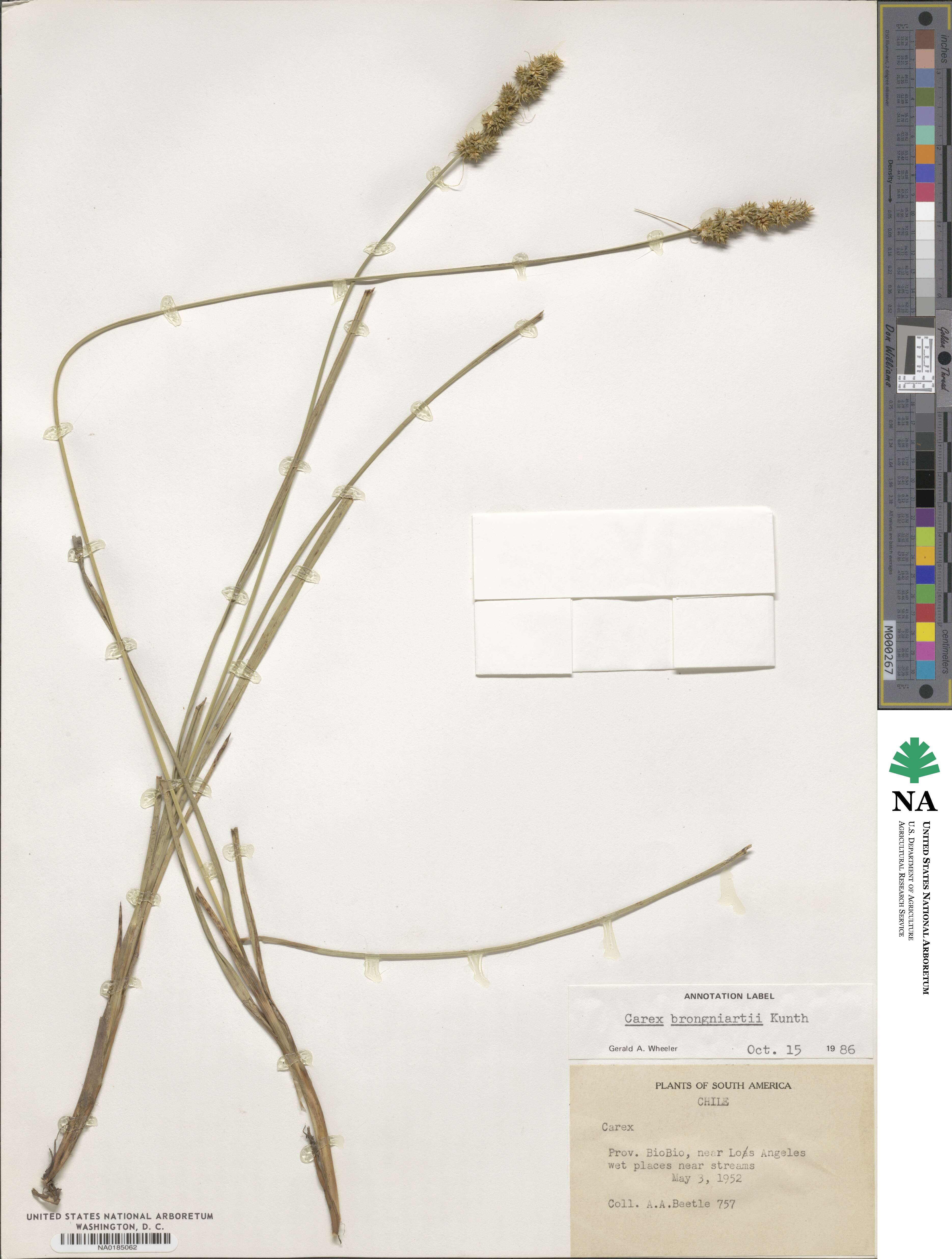Carex brongniartii image