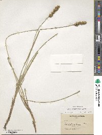 Carex brongniartii image