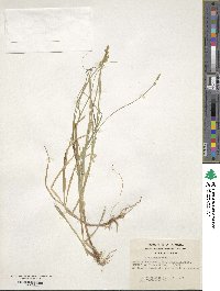 Carex canescens image