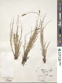 Carex canescens image