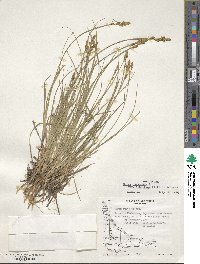 Carex canescens var. robustior image