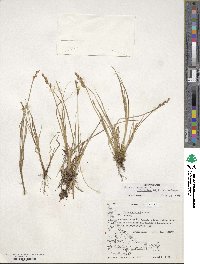 Carex canescens var. robustior image