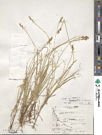 Carex canescens var. robustior image