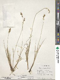 Carex canescens var. robustior image