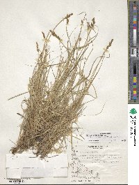 Carex canescens var. robustior image