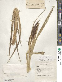 Carex darwinii image