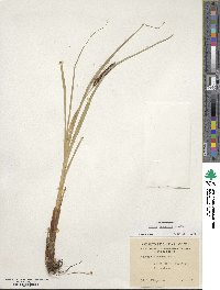 Carex darwinii image