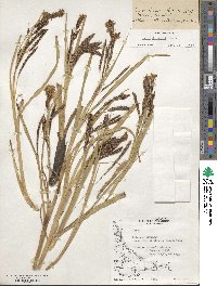 Carex darwinii image