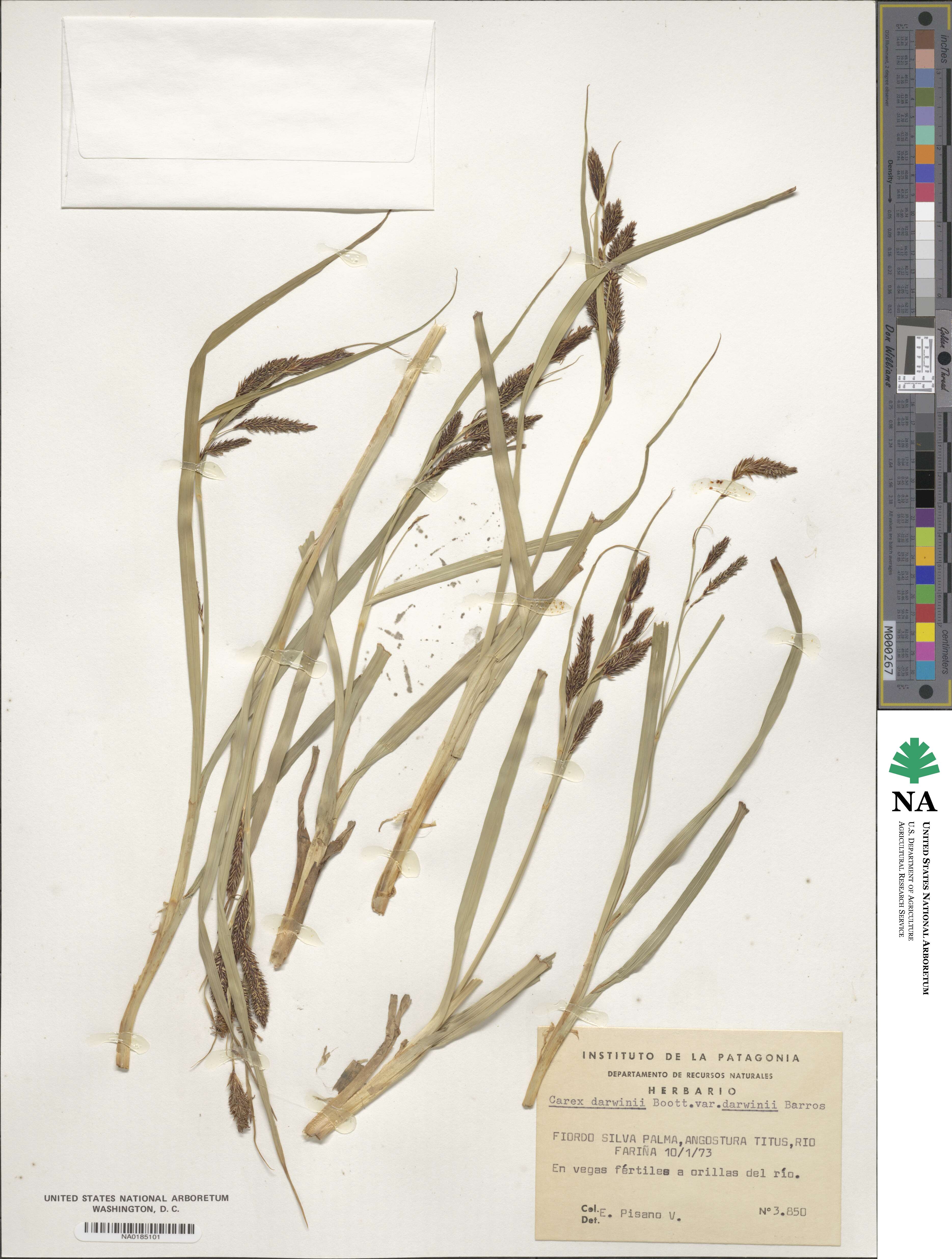 Carex darwinii image