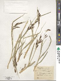 Carex darwinii image