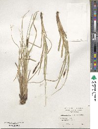 Carex darwinii image