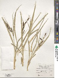 Carex darwinii image