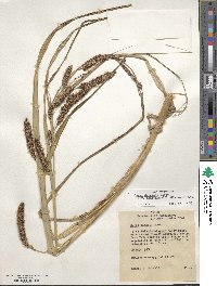 Carex darwinii image