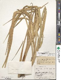 Carex darwinii image