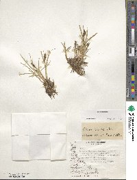 Carex decidua image