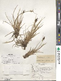 Carex decidua image