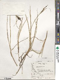 Carex decidua image