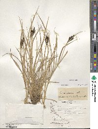 Carex decidua image