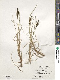 Carex decidua image