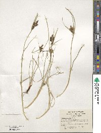 Carex decidua image