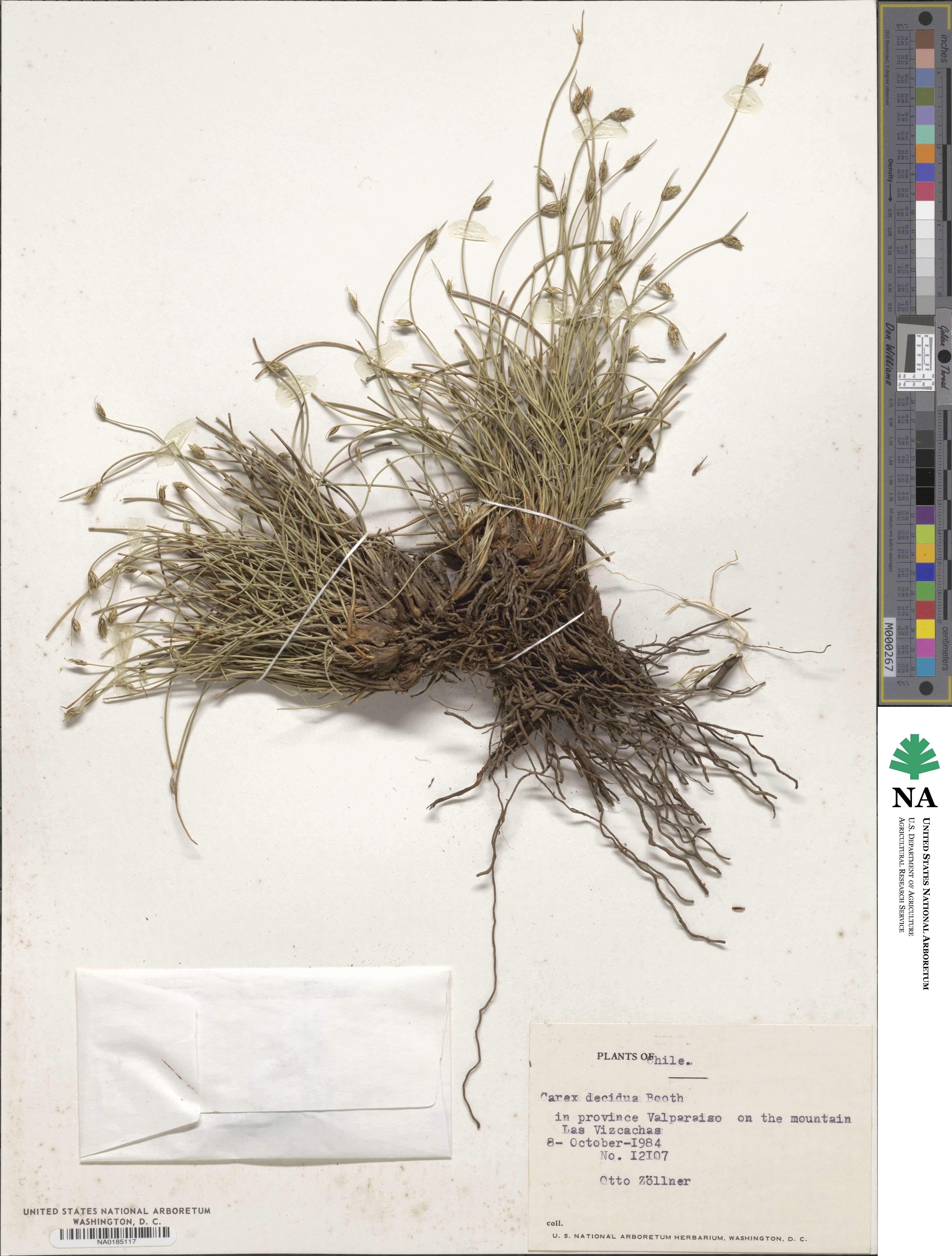 Carex decidua image