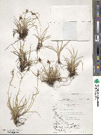 Carex fuscula image