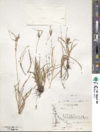 Carex fuscula image