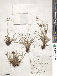 Carex fuscula image