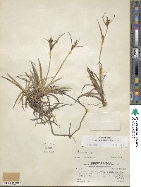 Carex fuscula image