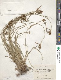 Carex fuscula image